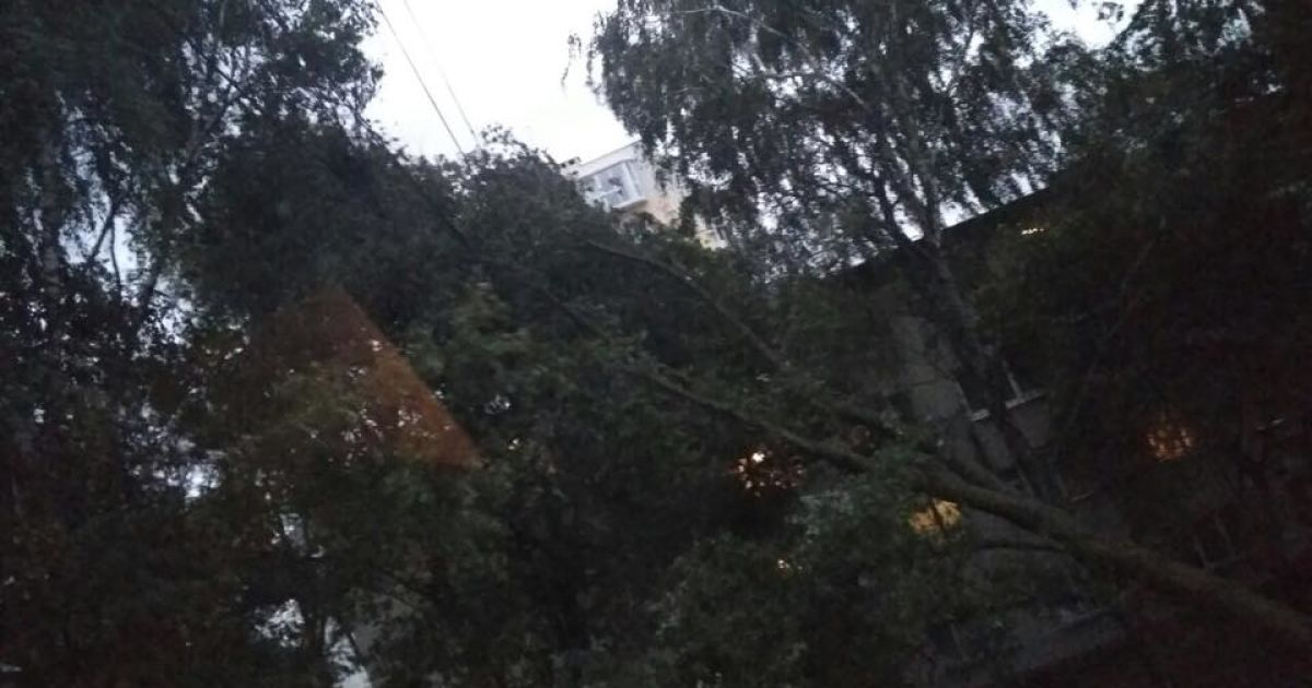 У Львові під час буревію впали дерева_8 / © facebook/Ігор Зінкевич