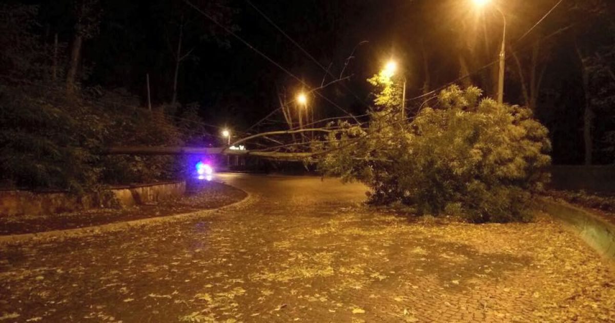 У Львові під час буревію впали дерева_4 / © facebook/Ігор Зінкевич