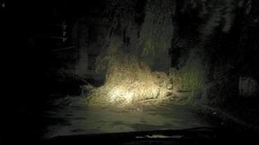 У Львові під час буревію впали дерева_6 / © facebook/Ігор Зінкевич