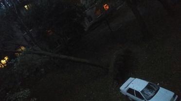 У Львові під час буревію впали дерева_2 / © facebook/Ігор Зінкевич