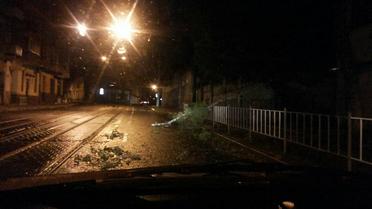 У Львові під час буревію впали дерева_3 / © Facebook/Варта 1