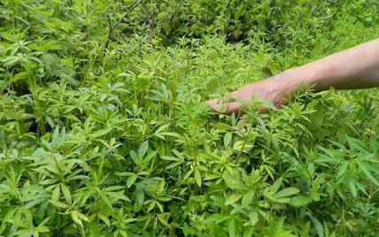 На столичном Подоле 30-летний мужчина выращивал плантацию конопли