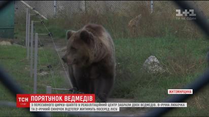 Двох ведмедів, які все життя працювали в цирку-шапіто, перевезли в реабілітаційний центр