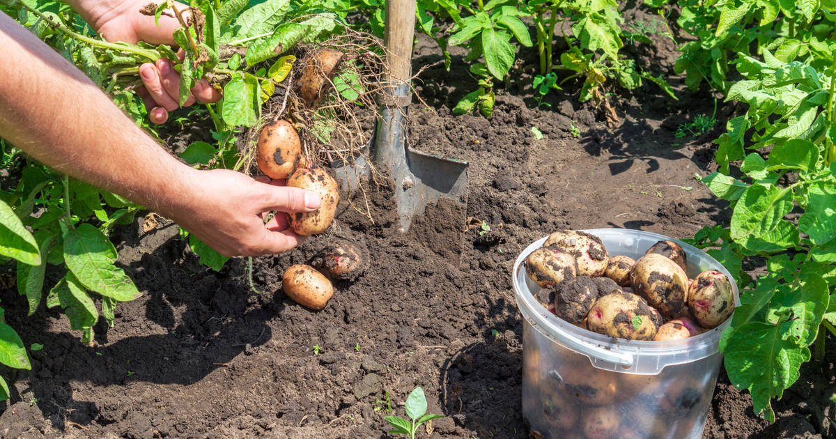 Когда в августе нельзя копать картошку