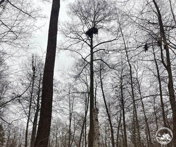 Гніздо рідкісних орланів-білохвостів.  / © Чорнобильський радіаційно-екологічний біосферний заповідник