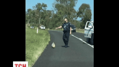 Коала вызвала транспортный хаос в австралийском городе Брисбен
