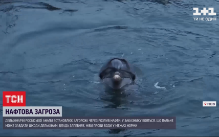 В Черном море возле российского побережья разлилась нефть: есть угроза для дельфинов
