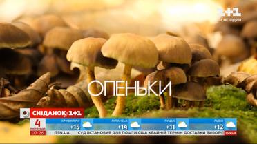 Небезпечна здобич: як відрізнити їстівні гриби від отруйних