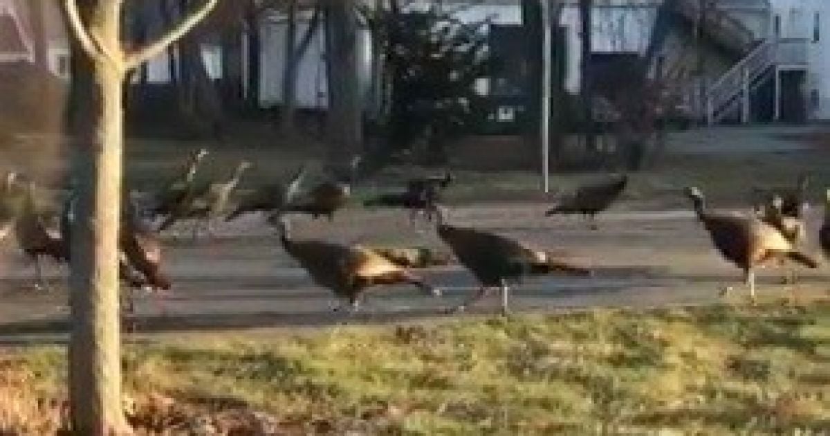 Американець зняв на відео, як два десятка індиків водили хоровод навколо мертвої кішки