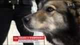 В Киеве раненая собака сама пришла в травмпункт больницы