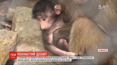 Пушистый дебют: в зоопарке на севере Венгрии показали малыша бабуина