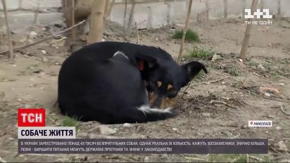 Новости Украины: как решить проблему бездомных собак на улицах страны