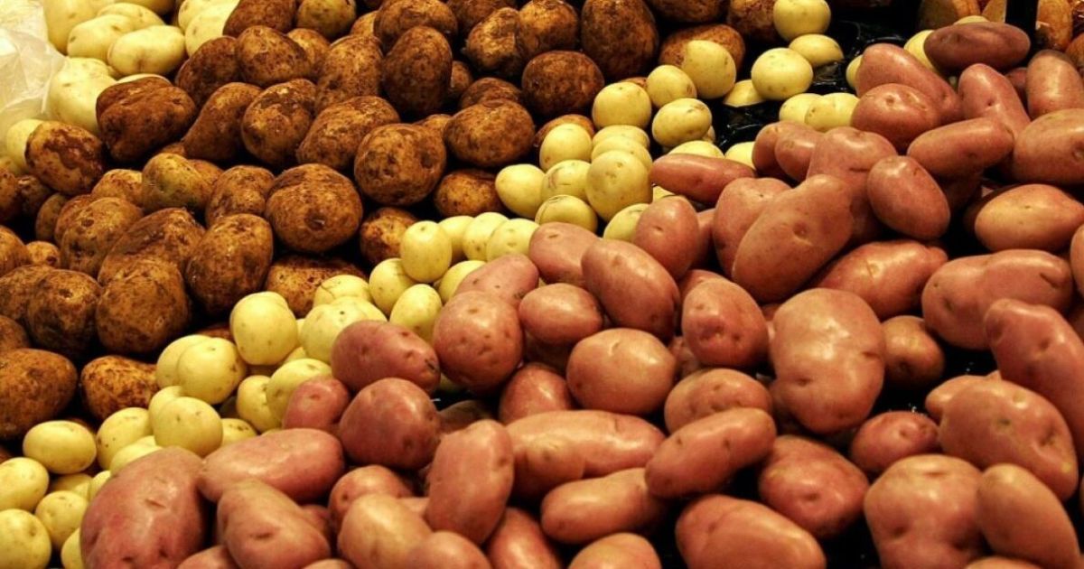 Лучшие сорта картофеля
