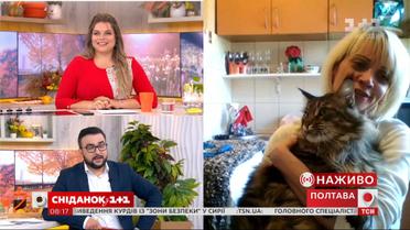 Хозяйка кота Кекса рассказала, как складывается телекарьера ее любимца