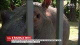 В Киеве выбирают имя 300-килограммовому детенышу бегемота