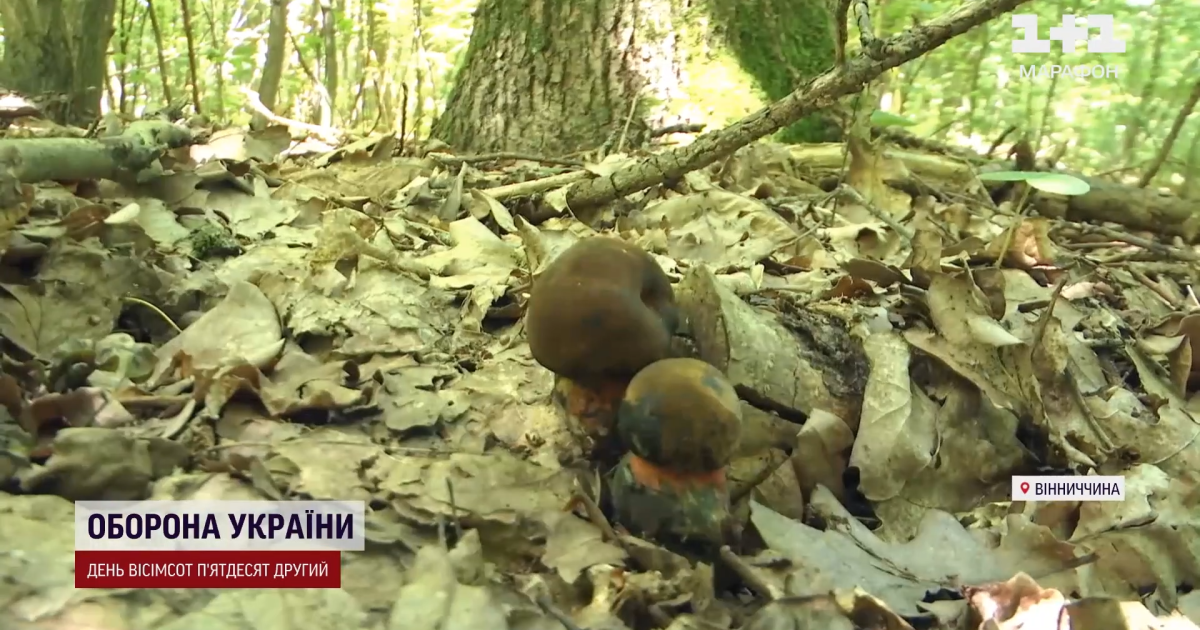 Гриби на Вінниччині