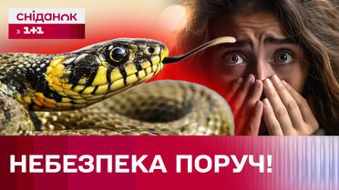 Змеи заползают в квартиры! Что делать?