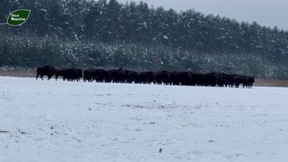 Найбільше в Україні стадо бізонів зафіксували на Львівщині