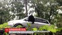 В Северной Каролине медведь поел пирожных с частной усадьбы и убежал в лес
