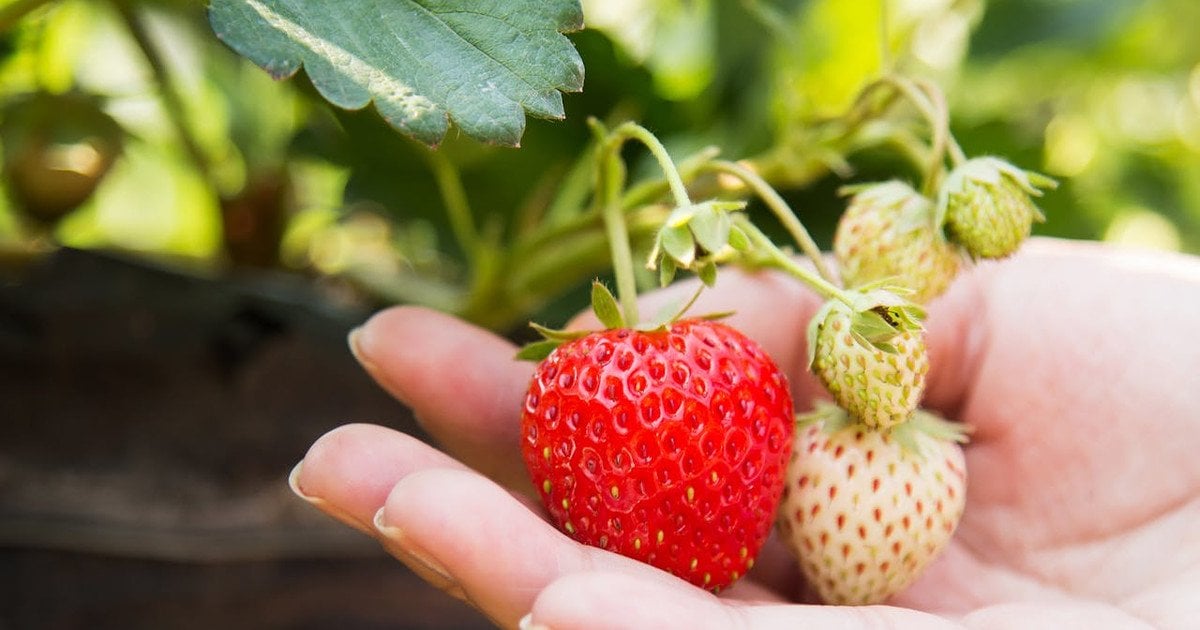 Підживлення полуниці навесні