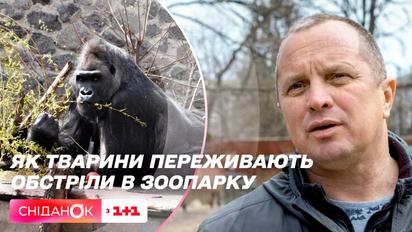 Как сейчас живут животные в Киевском зоопарке, рассказал директор Кирилл Трантин