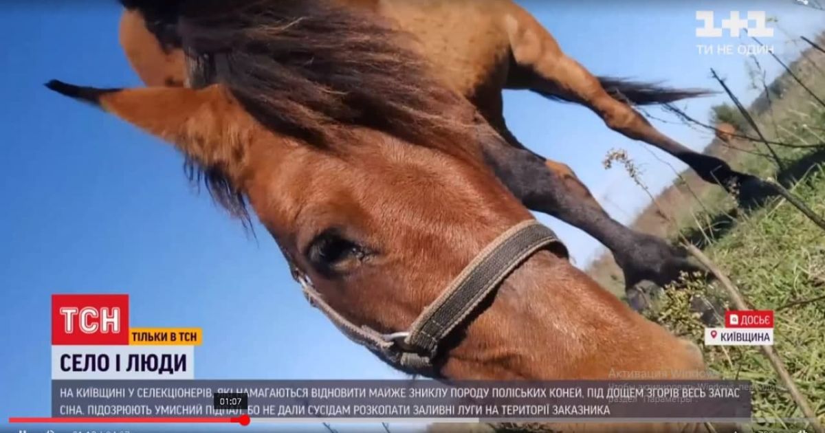 Кони не виноваты: под Киевом сгорело сено для селекционных жеребцов