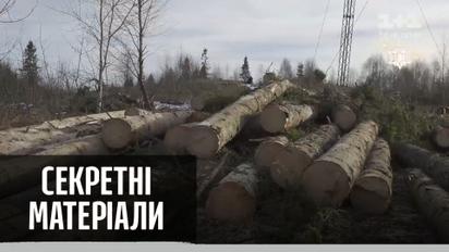 Черные лесорубы: почему не прекращается незаконная вырубка Карпат – Секретные материалы