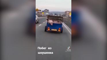 На Закарпатті свиня вистрибнула з машини просто під час руху 