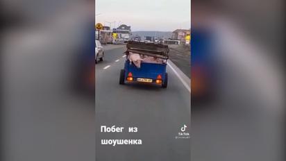 На Закарпатті свиня вистрибнула з машини просто під час руху 