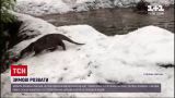 Снігова радість: Лондонський зоопарк показав розваги своїх підопічних