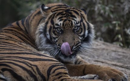 Напад тигриці на чоловіків в Індії: двох загризла, інший всю ніч просидів на дереві