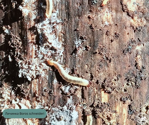 Лічинка Boros schneideri / © Чорнобильський радіаційно-екологічний біосферний заповідник