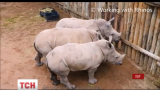 Сеть всколыхнуло трогательное видео кормления маленьких носорогов-сирот