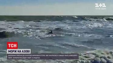 Дніпрянин відкрив купальний сезон в Азовському морі