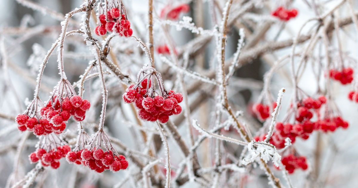 Гороскоп на 11-12 декабря