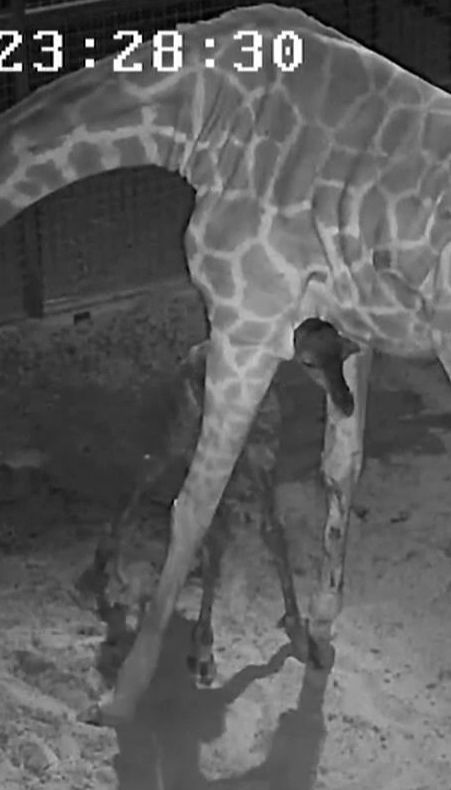 В зоопарке Далласа показали новорожденного жирафа