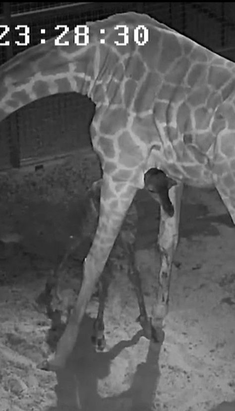 У зоопарку Далласа показали новонароджене жирафеня
