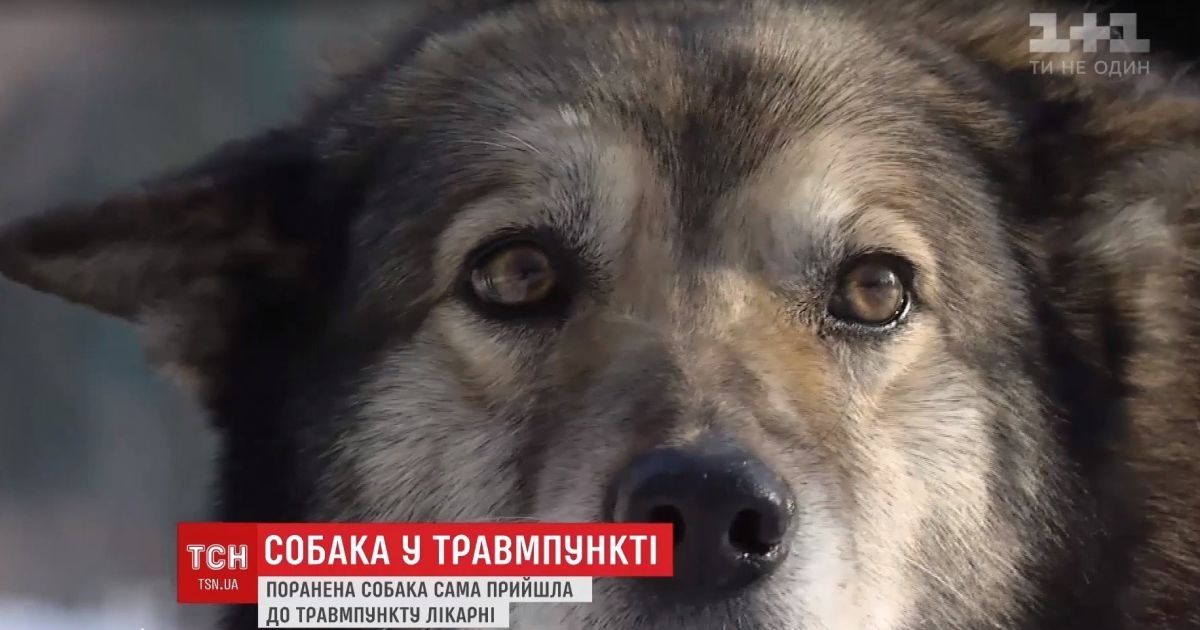 Удивительный пациент: в Киеве травмированный пес из последних сил дополз до приемного отделения больницы