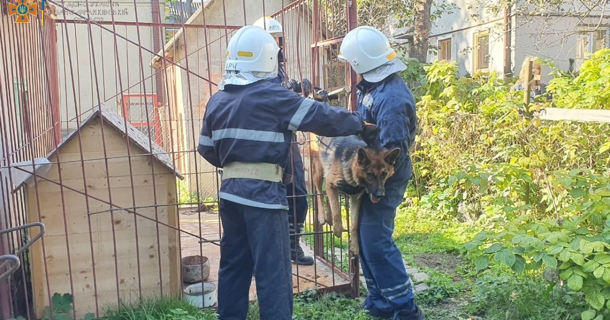 Догори лапами: в Івано-Франківську рятувальники визволили пса з кумедної пастки (фото)