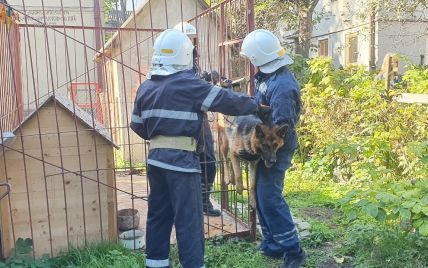 Вверх лапами: в Ивано-Франковске спасатели освободили пса из забавной ловушки (фото)