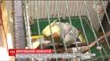 Київські рятувальники винесли із задимленої квартири папугу