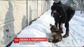 В столице раненая собачка самостоятельная пришла в травмпункт больницы
