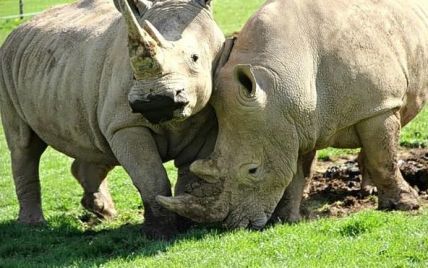Пару носорогів "накачають" супер-дозою "віагри", аби вони нарешті перестали бути друзями