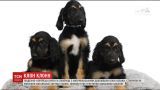 Юго-Корейские ученые в сотрудничестве с американцами дублировали клон собаки