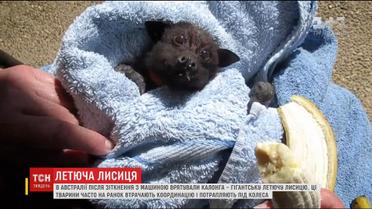 Після зіткнення з машиною в Австралії врятували калонга – гігантську летючу лисицю