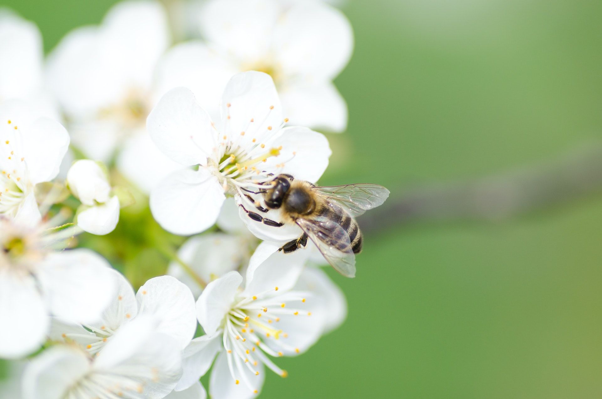30 квітня на вишню сідають бджоли, значить добре вродять плодові дерева / © Pexels
