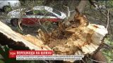 В центре Киева гнилое дерево упало на машину