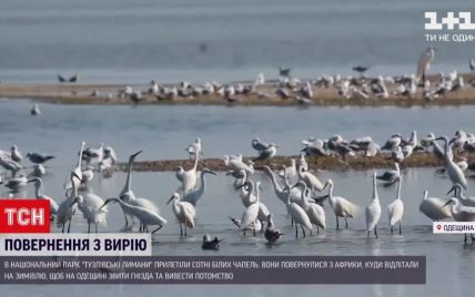 До парку "Тузлівські лимани" в Одеській області прилетіли білі чаплі: відео