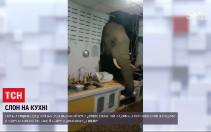 Слон проломив дім тайської родини у пошуках солоненького