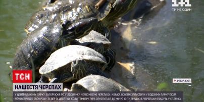 Новини України: центральний парк Запоріжжя проживає черепашачий бебі-бум